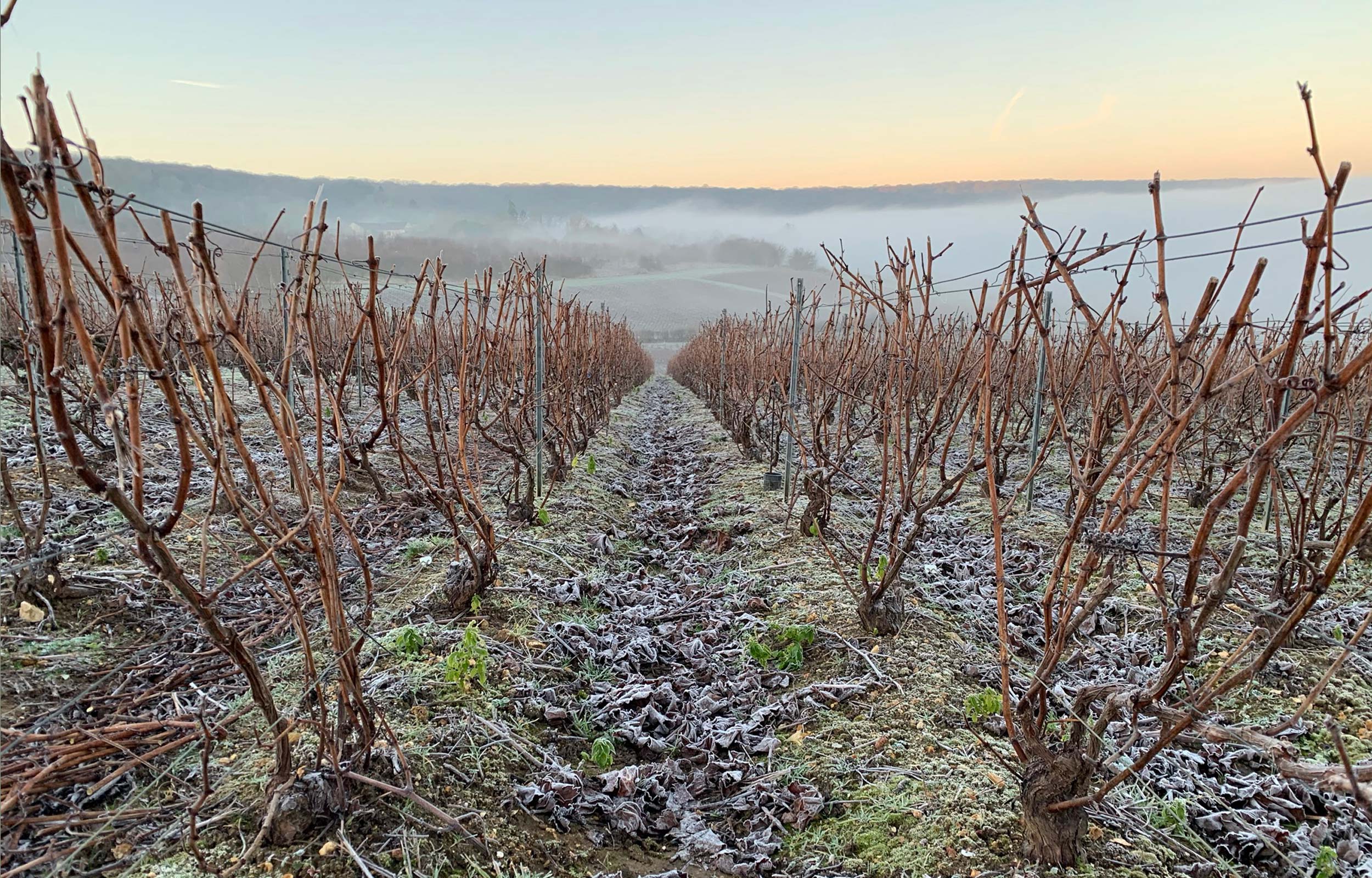 Champagne Michel Gaillot